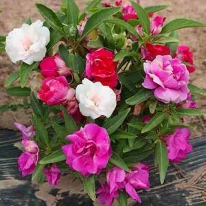 晚安语录经典短句推荐38句