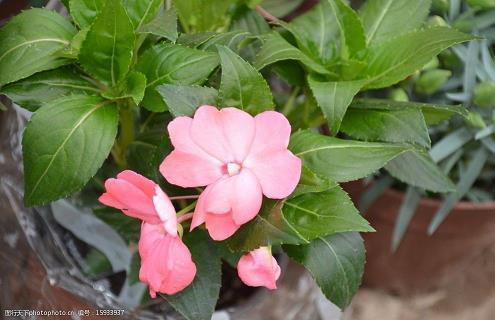 早安打招呼的撩妹句子(精选34句)