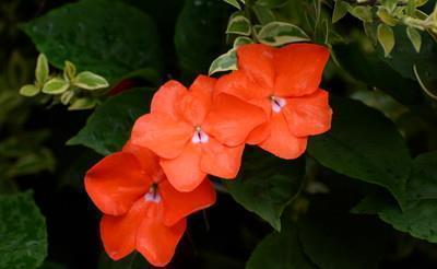 最新清明时节的唯美文案