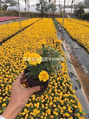 表达今天心情好的句子 表达心情好的句子(精选53句)