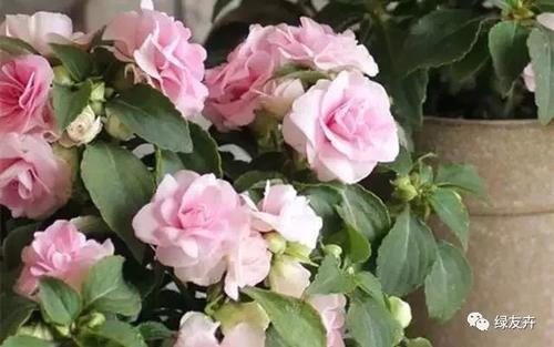 一句简单晒幸福的句子 很幸福的句子(精选44句)