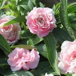 八月你好的正能量鼓励句子(精选71句)