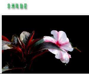 温柔正能量的句子