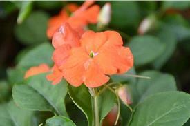 马薇薇经典语录大全