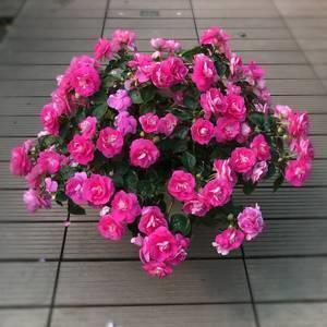 除夕夜朋友圈的祝福文案 新年聚餐朋友圈文案