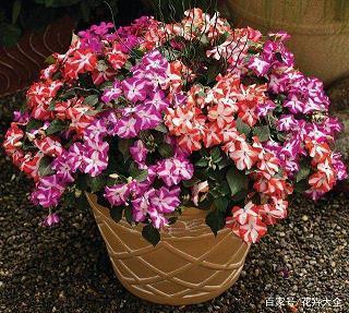 祝别人生日快乐的温柔句子(精选41句)