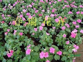除夕祝福语简短2021经典的文案
