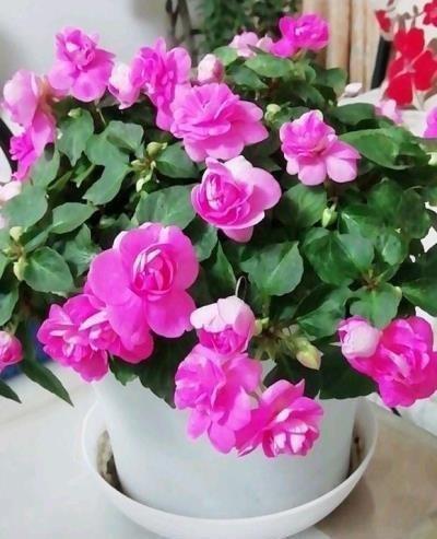 畜生的句子经典大全合集74句