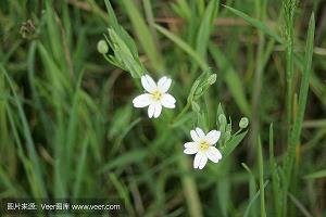 心情好的句子唯美短句范文(精选61句)