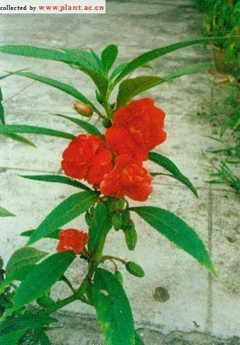 党建干部学习培训班开班仪式典礼主持词范文