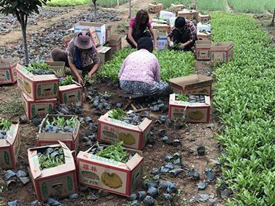 关于感恩的正能量句子