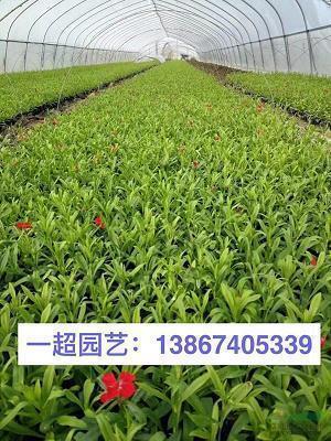 梦想的励志语录 为梦想奋斗的励志句子(精选51句)