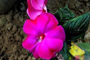 稻草人的好词好句好段佳句摘抄大全