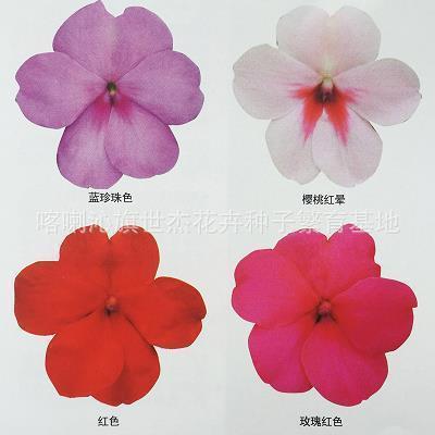 曾经懵懂爱情的句子