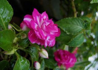 爱的撕心裂肺的句子