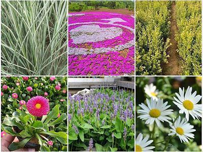 格林童话好词好句