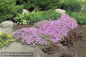 七夕节撒狗粮的句子精选34句