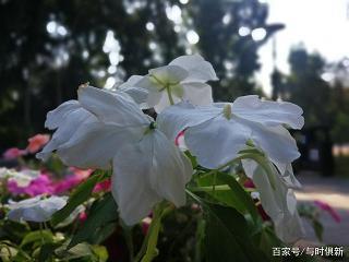 伤情的句子