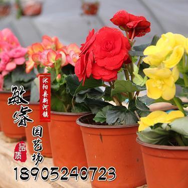 茶的唯美句子