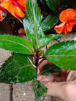 植树节好词好句短句 植树节祝福语简短合集84句