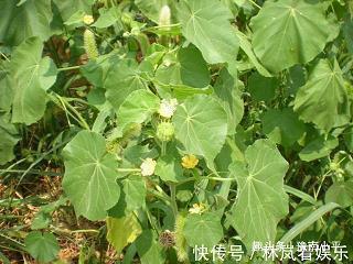 秋天的唯美句子 秋天到了，祝亲爱的朋友身安体健，万事如愿