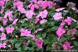 选择大于努力励志语录(精选15句)