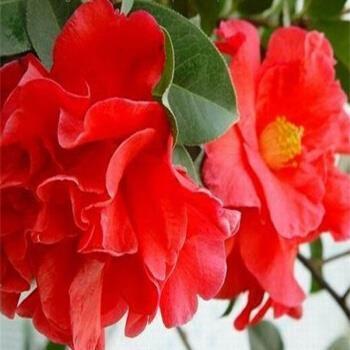 真心话情感类问题大全(精选35句)