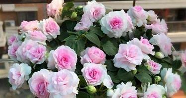 关于希望的句子 对生活充满希望的句子59句