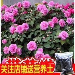 最新冬天下雪的句子唯美大全(精选85句)