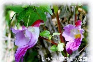 春节逗人开心的祝福句子