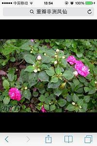 关于烟花的浪漫文案