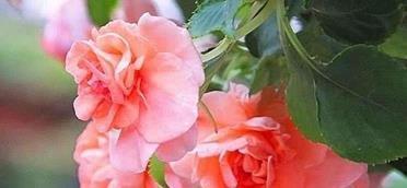 短小的美丽的爱情句子(精选28句)