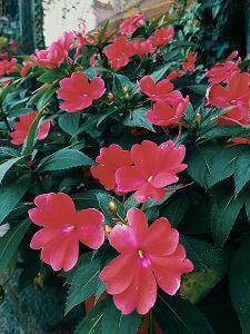 关于吃猪脑的搞笑说说 吃猪脑的朋友圈说说收集20句