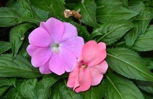高级讽刺人虚伪的话(精选33句)