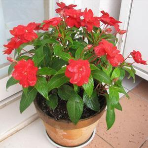 做人识得感恩的句子