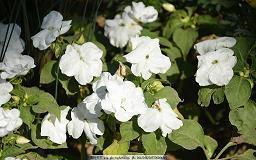 给女友发早安的小情话 早晨一句撩人的情话集合20句