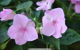 晚安语录温馨简短 经典而温馨的晚安心语汇总63句