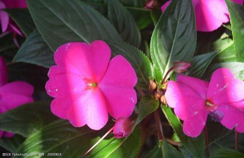 祝妈妈节日快乐句子文案简短汇编30句