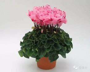 种菜开心的句子