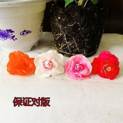 关于人生青春的古诗词句