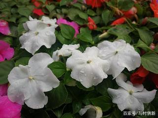祝福母亲节优美的句子精选74句