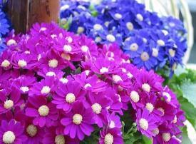 自信的说说句子 我是最棒的，我一定会成功