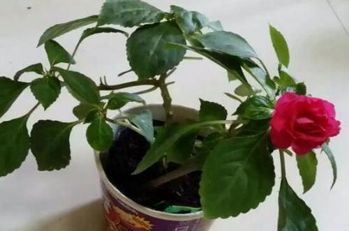 爱情英文句子(75句)