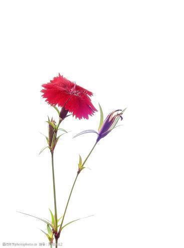 最新热爱祖国的简短短句精选_精选简短推荐合集68句