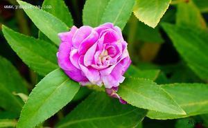 秋天的唯美句子 秋渐深，天渐冷，胃渐疼，心渐寒