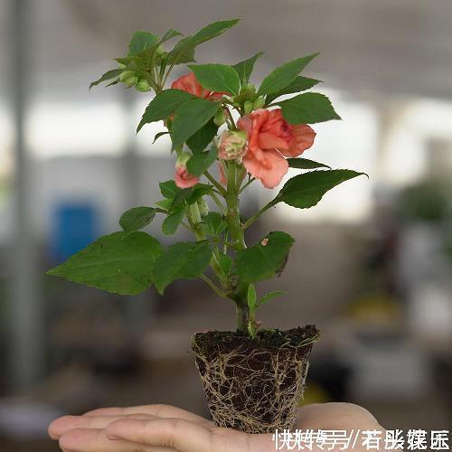 友谊太假的句子大全