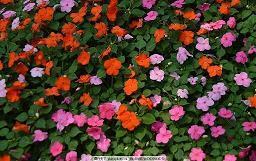 狂人日记好词好句好段摘抄大全