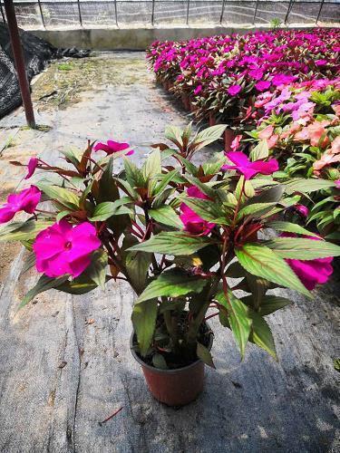 落寞难过的句子