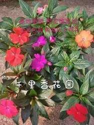 送给不讲信用的人的话(精选35句)