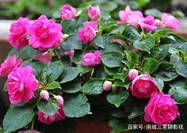 关怀备至是什么意思_关怀备至造句_关怀备至的近义词和反义词